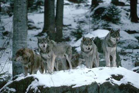 Pack Of Wolves Wallpaper Wallpapersafari