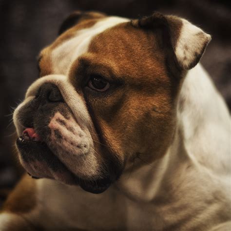 Englische Bulldogge Foto & Bild | tiere, haustiere, hunde Bilder auf ...