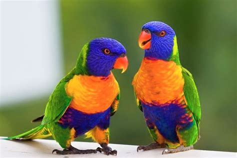 ¿cuáles Son Algunas De Las Aves Más Coloridas Vavavoom