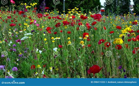 Fantastic Spring Landscape In A Field With Multi Colored Flowers Stock