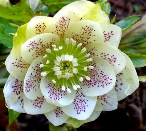 Beautiful Rare Flower Names | hortofilia | Flowers names and pictures ...