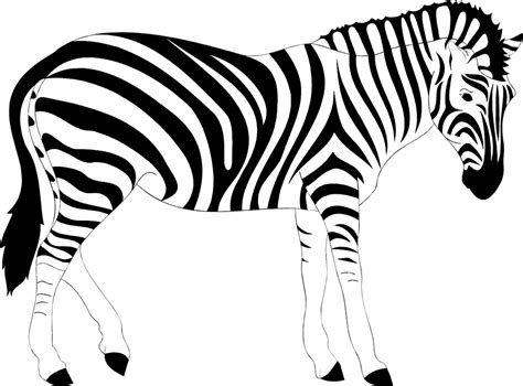 Free Zebra Clipart Black And White Download Free Zebra Clipart Black