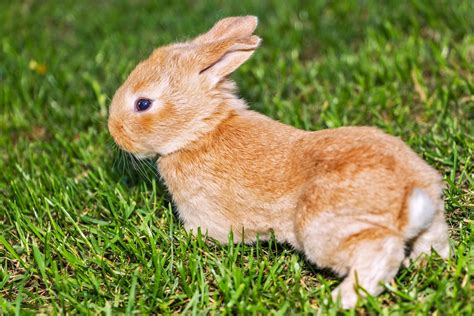 Rabbit Bunny Pet · Free Photo On Pixabay