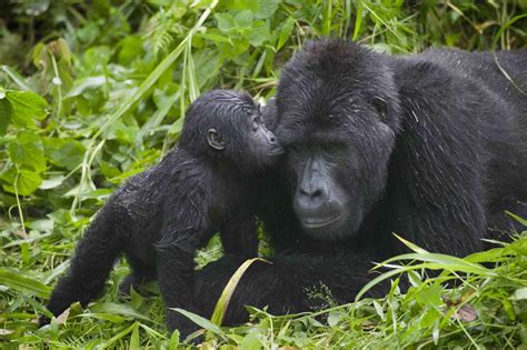 Les Faits Des Gorilles De Montagne Parc National Des Virunga
