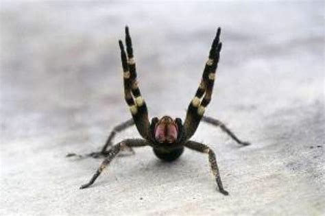 Brazil Wondering Spider