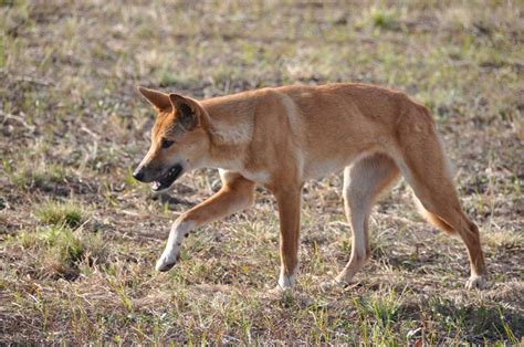 Dingoes Bush Heritage Australia