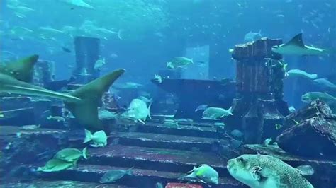Atlantis The Palm Dubai Aquarium Hd Relax And Chillout By Looking