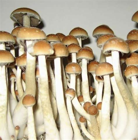 Buy Magic Mushroom Spores Usage And Effects Mushroom Geeks