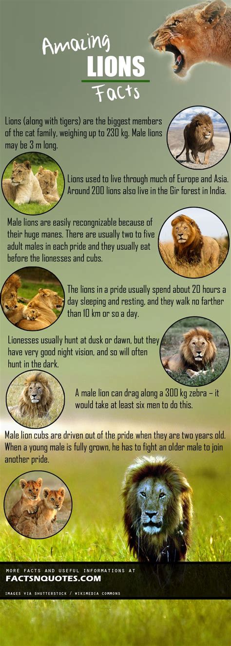 Amazing Lions Facts You Should Know Lion Facts Fun Facts About Lions