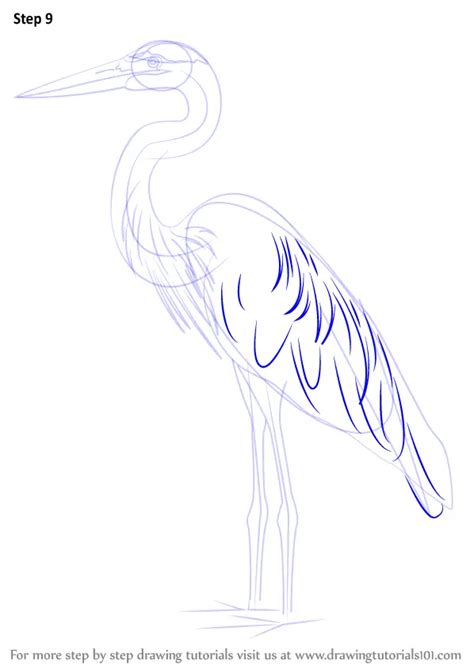 How To Draw A Great Blue Heron Birds Step By Step