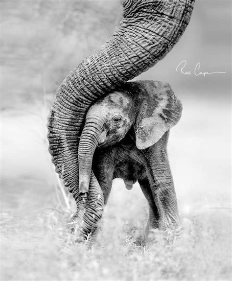 Teresa Fazackerley Let Us Love The World To Peace My Care2 Elephants Photos Elephant