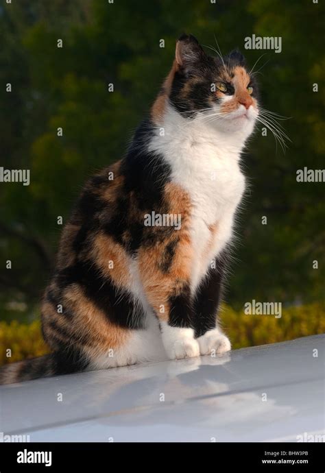 Calico Tortie Cat Stock Photo Alamy
