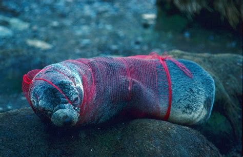 Over 1 Million Seabirds And 100000 Sea Mammals Are Killed By Plastic Pollu Fotos Del Medio