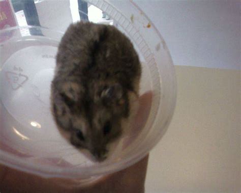 Dwarf Hamsters For Sale Adoption In Philippines Adpost