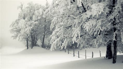 Snowy Trees Winter Hd Desktop Wallpapers 4k Hd