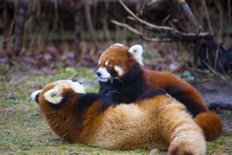 Red Pandas Interact Pic 2 Of 2 Zoochat