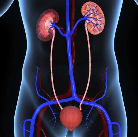 Albums Pictures Picture Of The Urinary System Superb