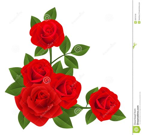Red Roses Vector Illustration Stock Vector Illustration Of Nature