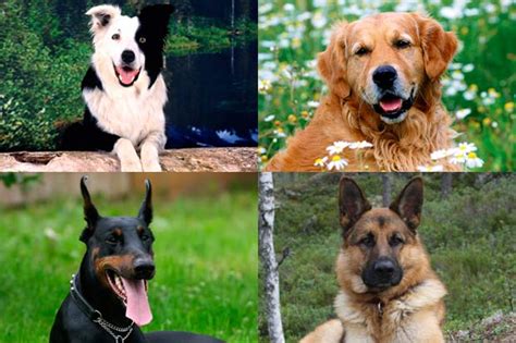Los Diez Perros Mas Inteligentes Del Mundo Noticias Del Perro