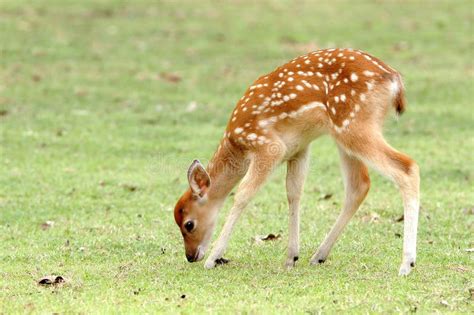 Sika Deer Fawn Stock Photo Image Of Nature Buck Natural 19046280