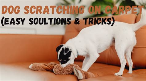 Why Do Dogs Scratch The Carpet Pro Tips To Solve It Bark Whisper