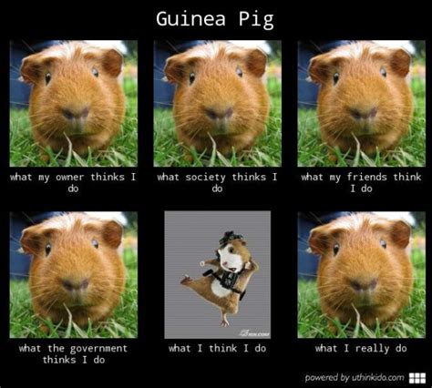 Guinea Pig Be Like Meme By Melonking Memedroid