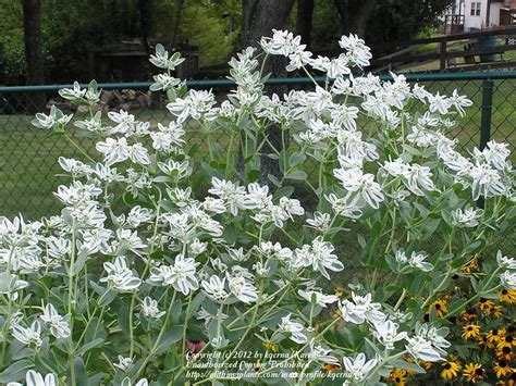 Photo Of The Bloom Of Snow On The Mountain Euphorbia Marginata Posted