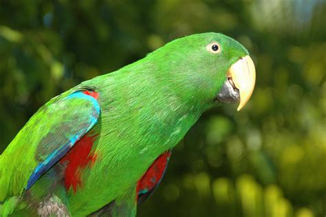Images Of Parrots