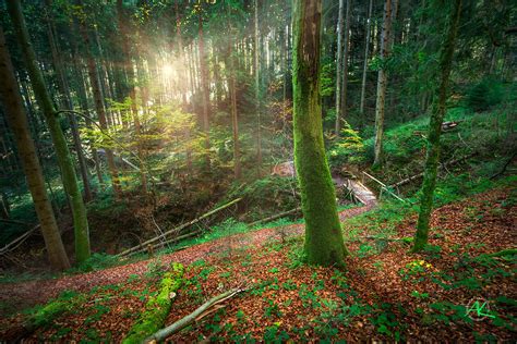 Forest Sunrise Enchanted Forests On Mt Taubenberg Sony Al Flickr