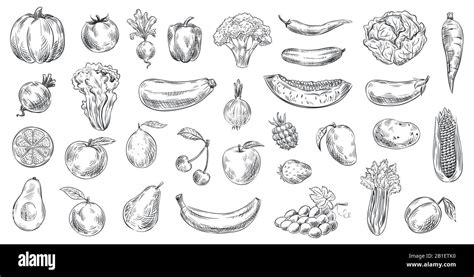 Verduras Y Frutas Bosquejadas Alimentos Orgánicos Dibujados A Mano