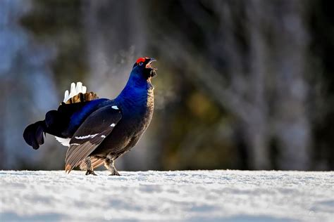 The Black Grouse A Bird Species Which Deserves Our Attention Nature