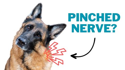How To Check For A Pinched Nerve In Your Dog Youtube