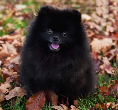 Pomeranian Probably The Cutest Dog Breed K9 Research Lab