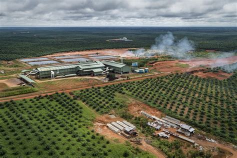 Nusantara Atlas Palm Oil Driven Deforestation In Indonesia Keeps
