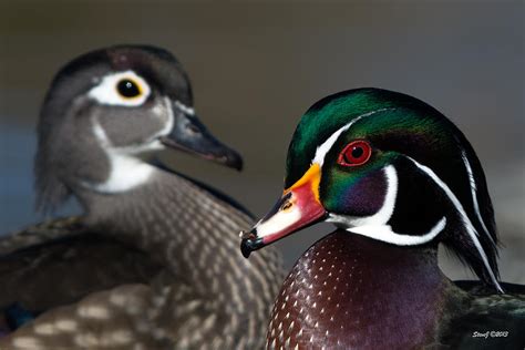 Wood Duck Pair Photograph By Stephen Johnson Fine Art America