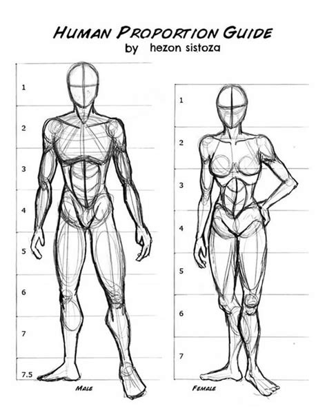 Human Anatomy Drawing Ideas And Pose References Human Anatomy
