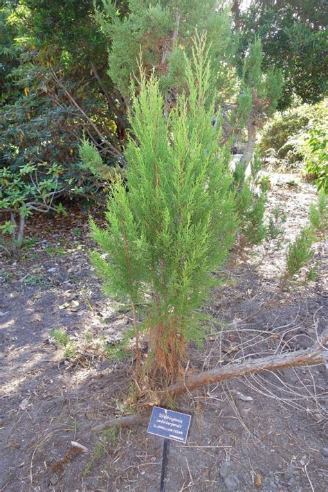 Clanwilliam Cedar Trees Set For A Comeback Klipopmekaar