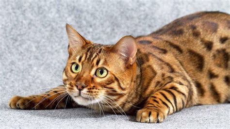 Bengal Cats Wallpapers Wallpaper Cave