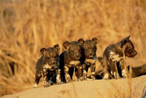 Four Week Old African Wild Dog Pups Gowrie Mpumalanga Province South