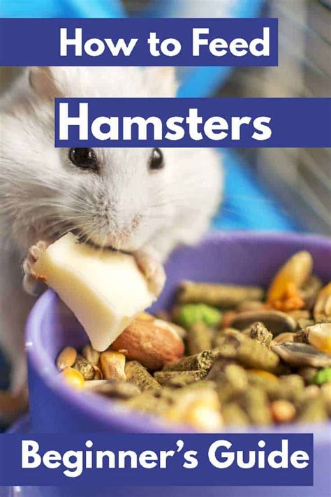 How To Feed Hamsters A Guide For Beginners
