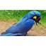 Hyacinth Macaw Biggest Parrot Of All  Parrots Joy