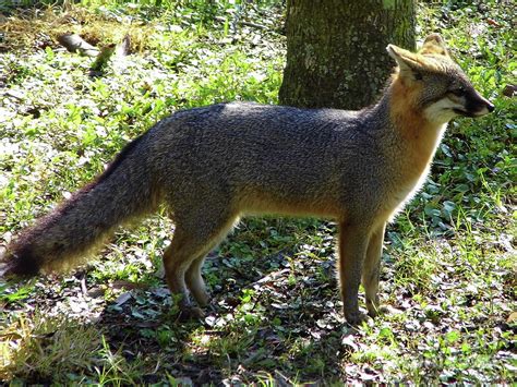 Florida Gray Fox Photograph By D Hackett