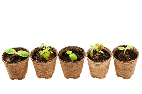 Seedlings Growing In Peat Moss Pots Young New Peat Earth Png