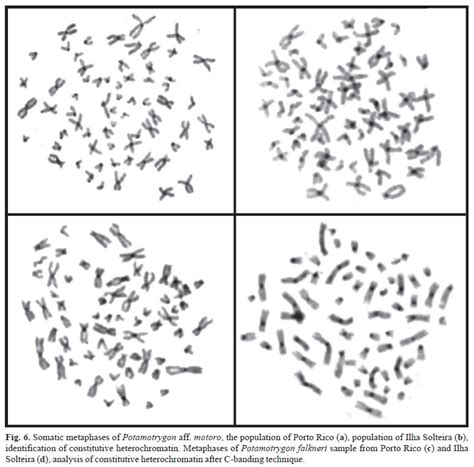 Scielo Brasil Karyotype Description And Evidence Of Multiple Sex Chromosome System X1x1x2x2
