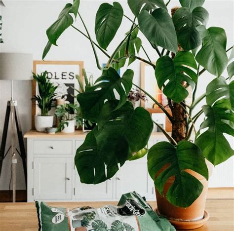 Keep Your Indoor Plants Alive With These Expert Tips