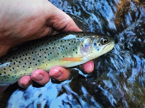 Utah Cutthroat Slam Funds 3 New Conservation Projects To Benefit Native
