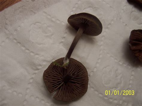 Hey What Are These Dark Brown Mushrooms Mushroom Hunting And