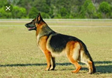 Who Is This Dog German Shepherd Dog Forums