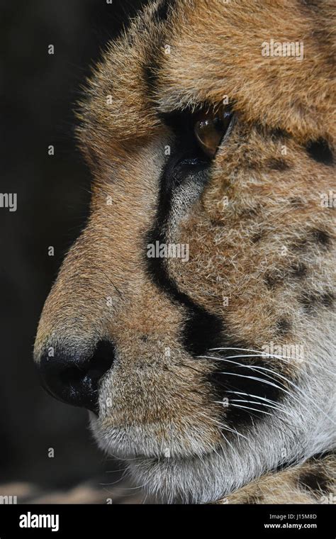 Extreme Close Up Side Profile Portrait Of Cheetah Acinonyx Jubatus