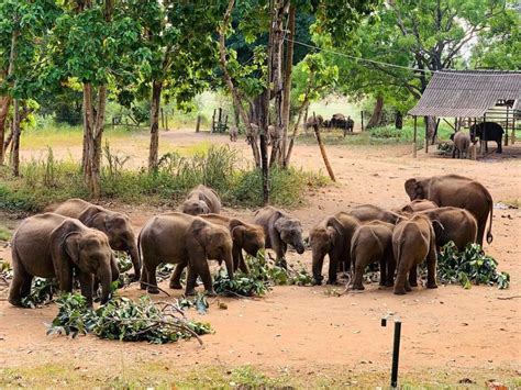 Udawalawa Elephants Transit Home Elephant Orphanage Sri Lanka